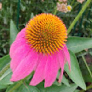 Meet your Posher, Colleen ann